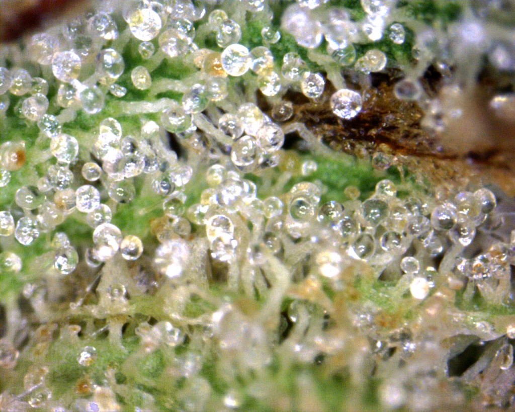 Afghani Goo Trichomes