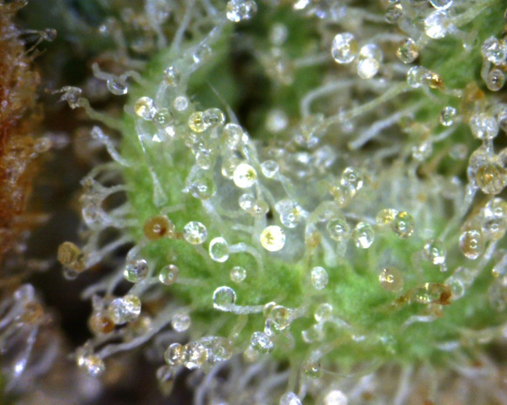 Blue Dream Trading card Blue Dream Trading card