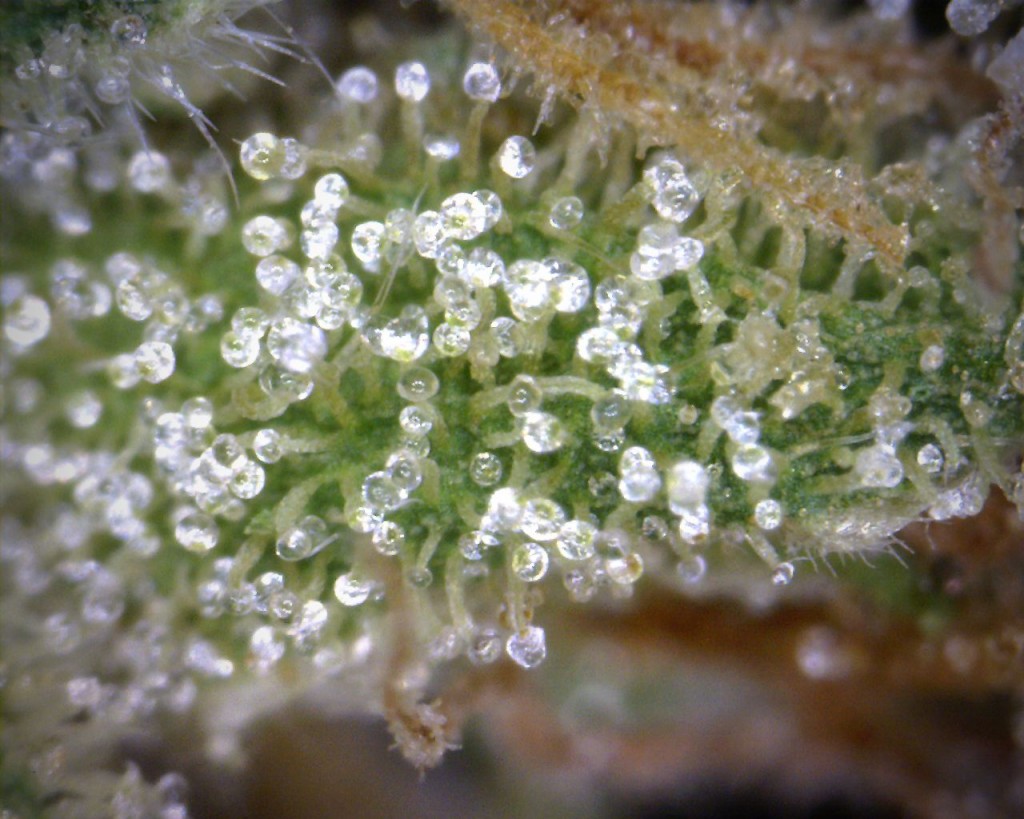 Chesse Trichomes