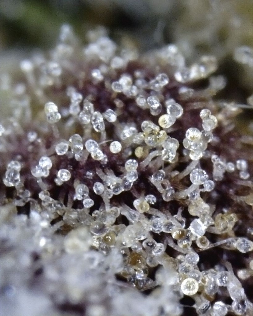 GrandDaddy Purple Trichomes GrandDaddy Purple Trichomes