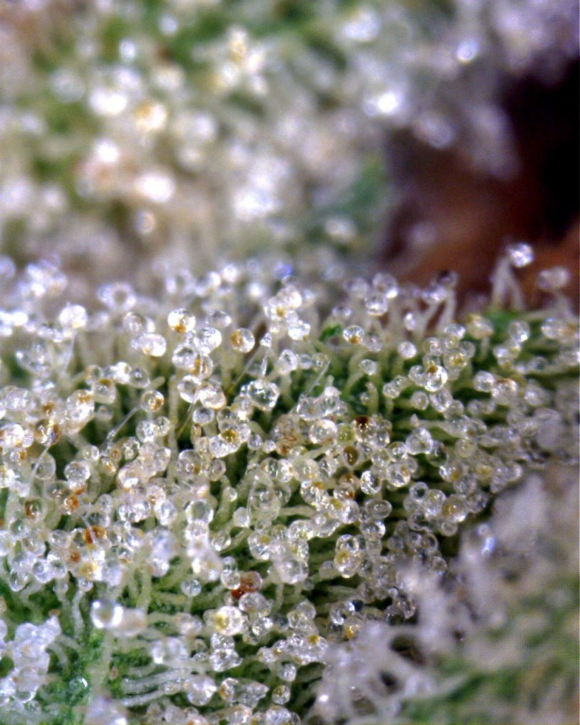 Headband Trichomes