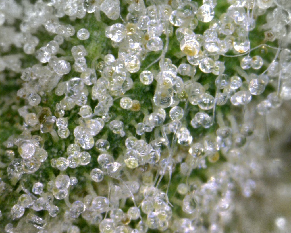 OG Kush Trichomes