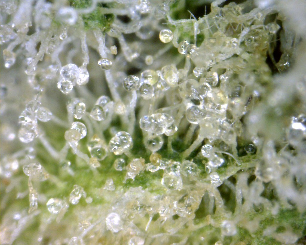 Romulan Trichomes