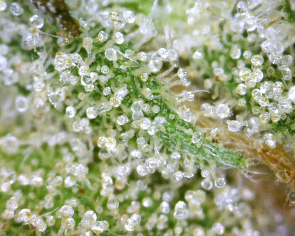Sour Diesel Trichomes