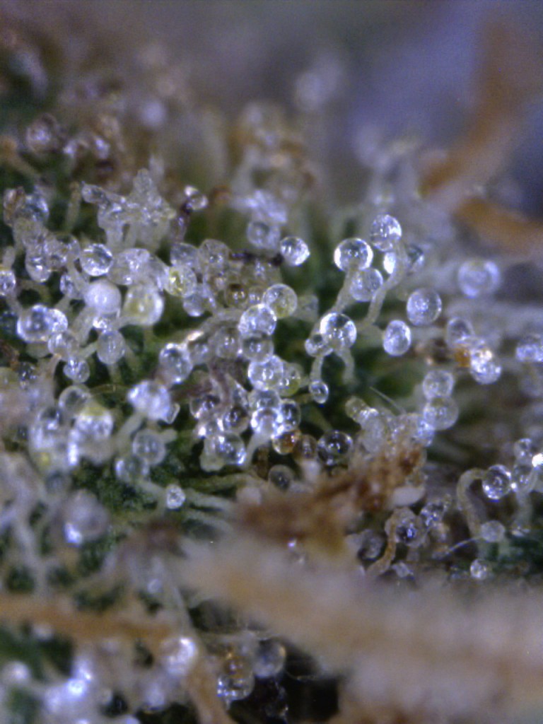 Strawberry Kush trichomes Strawberry Kush trichomes