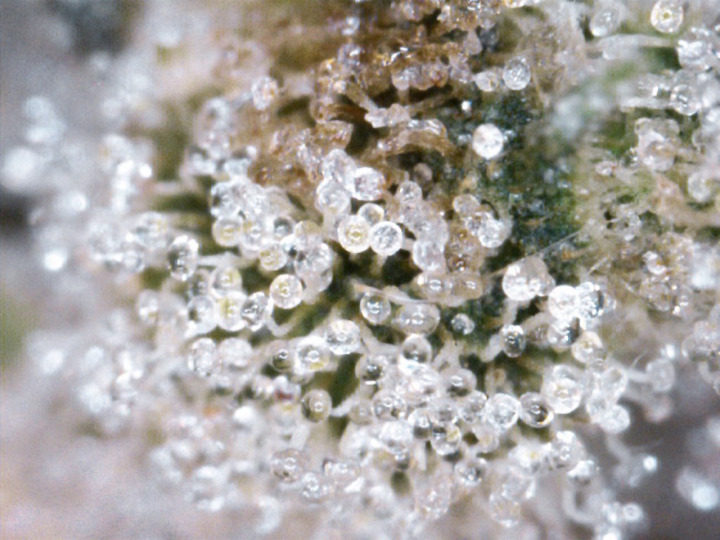 Durban Poison Trichomes