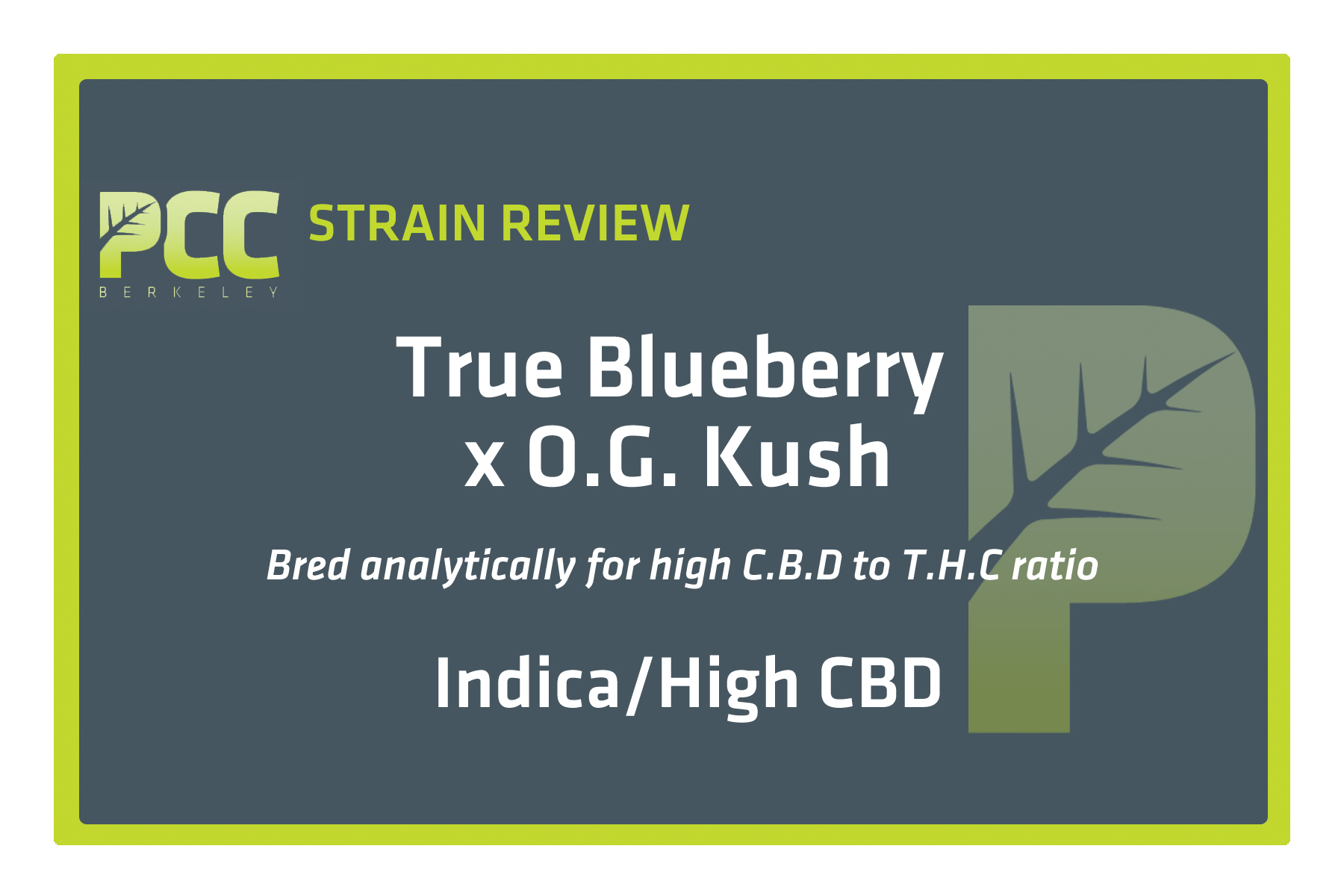 StrainReviewTemplate_TrueBlueberry_x_OGKush_HighCBD