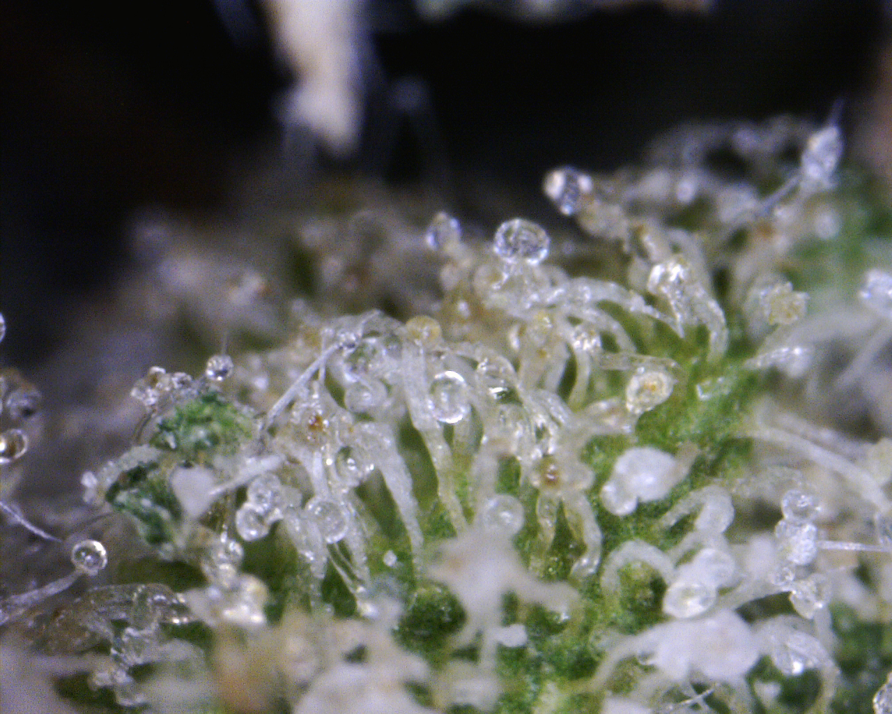 Queen_Blueberry_x_NL