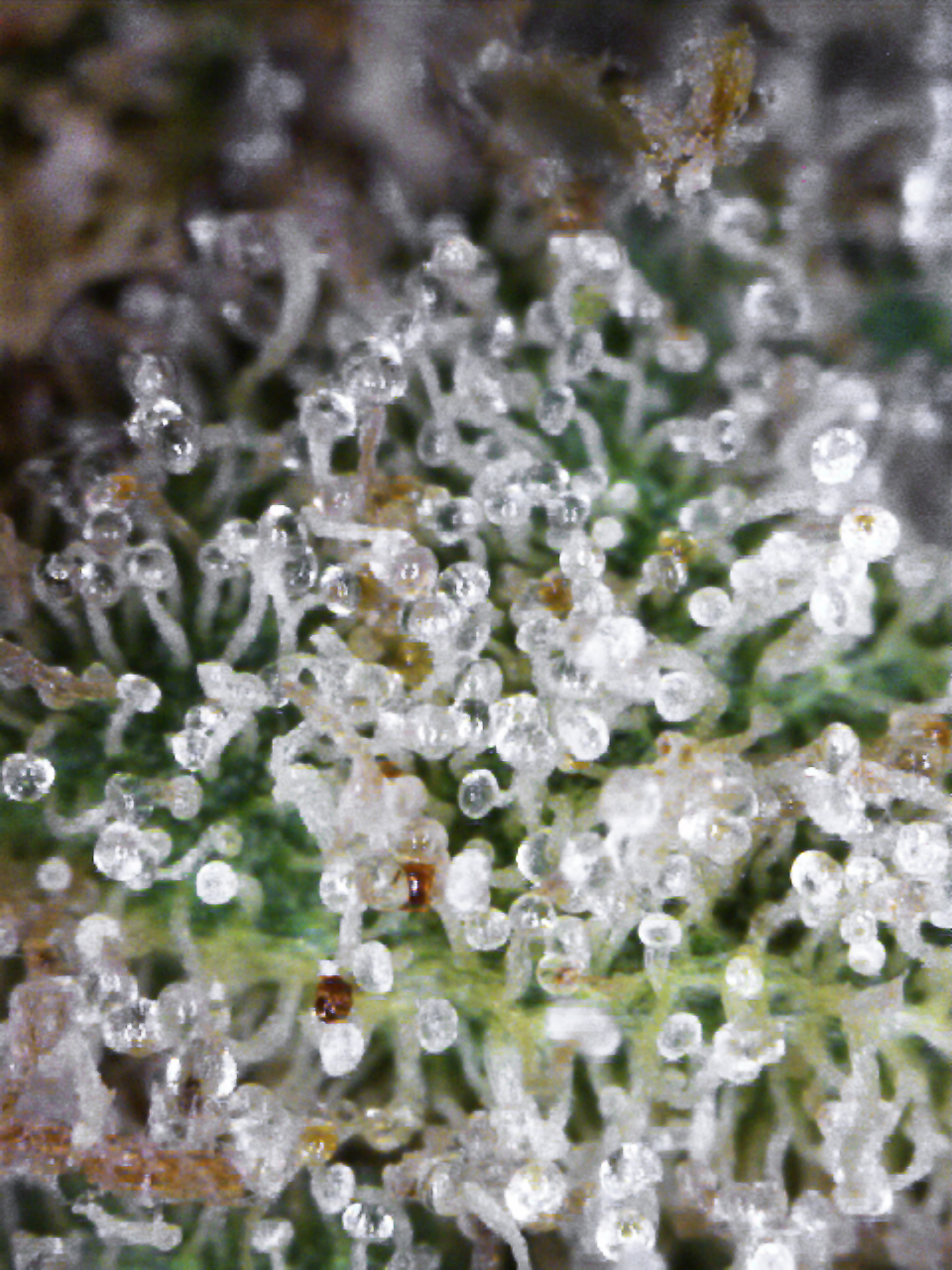 SagenSourTrichome