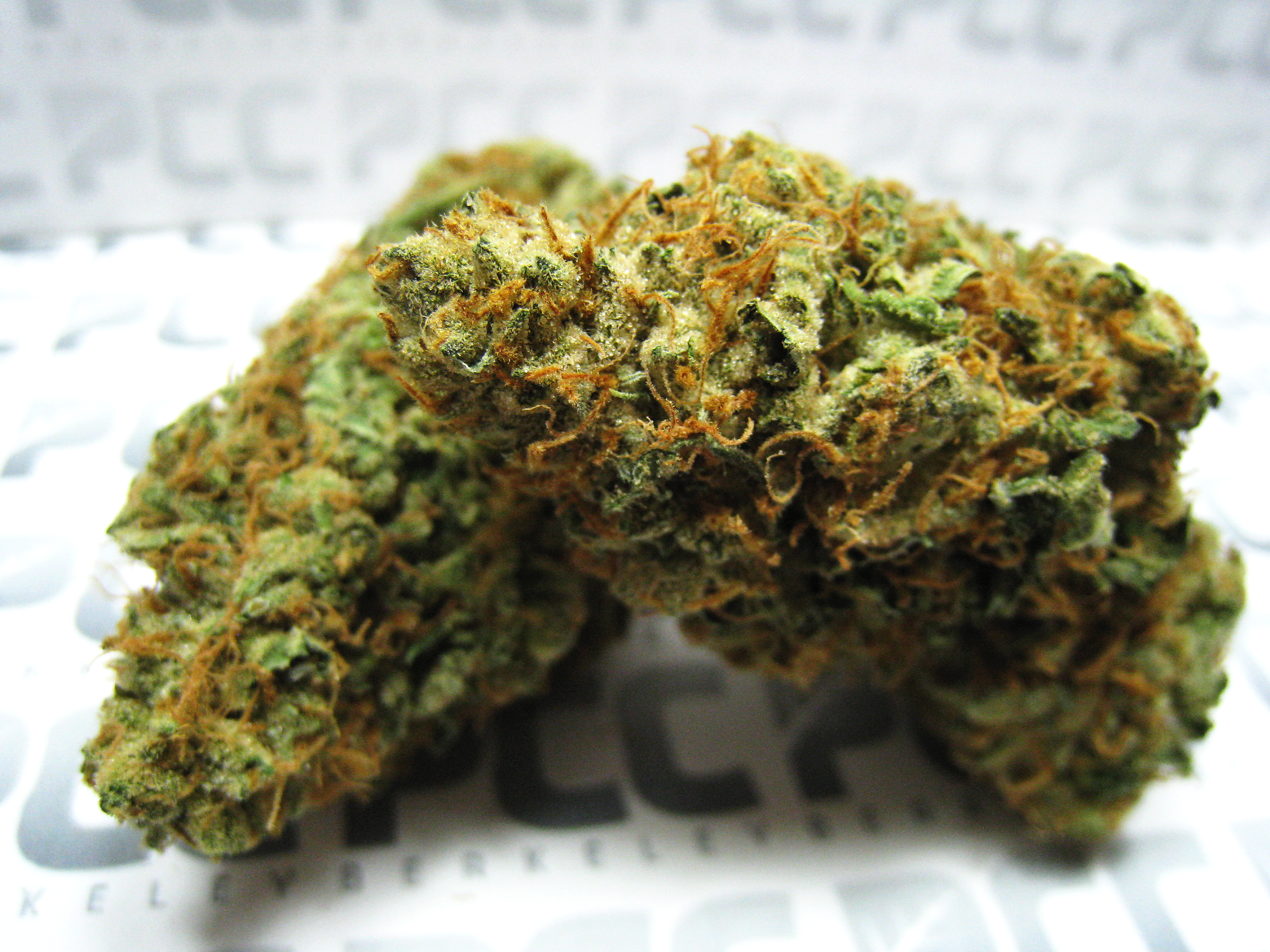 Chocolate_Indica_PCC