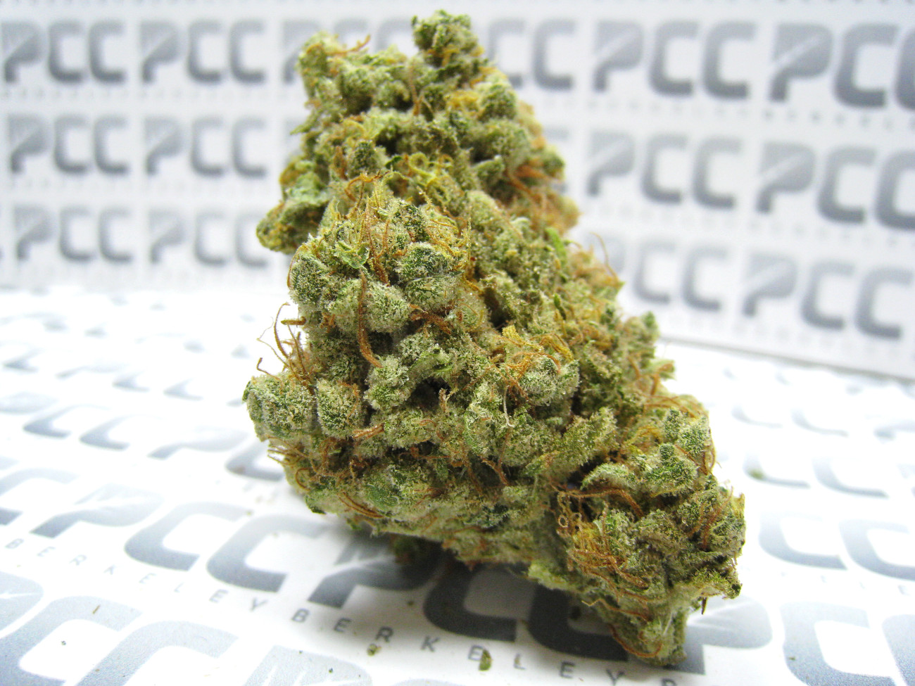 Staff Strain Report – Lambsbread