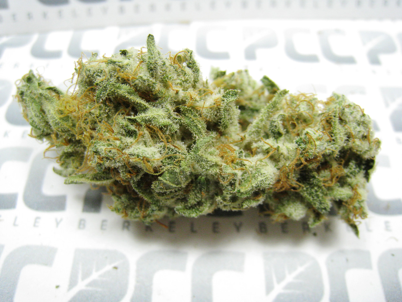 Staff Strain Report – Maple