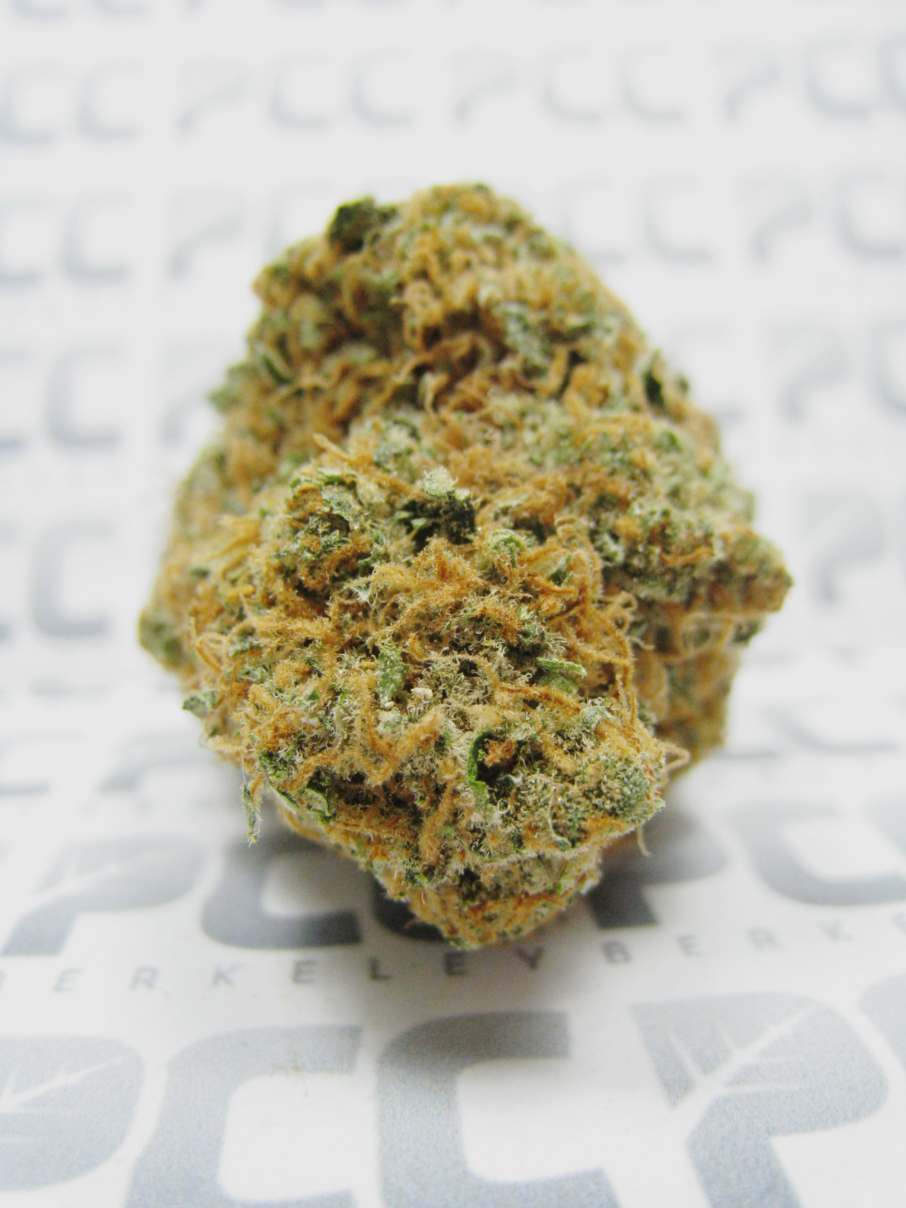 Staff Strain Report – CBD Challenge