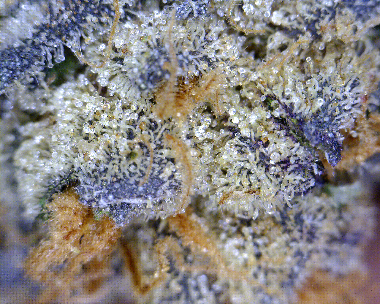 GSC_trichome_3