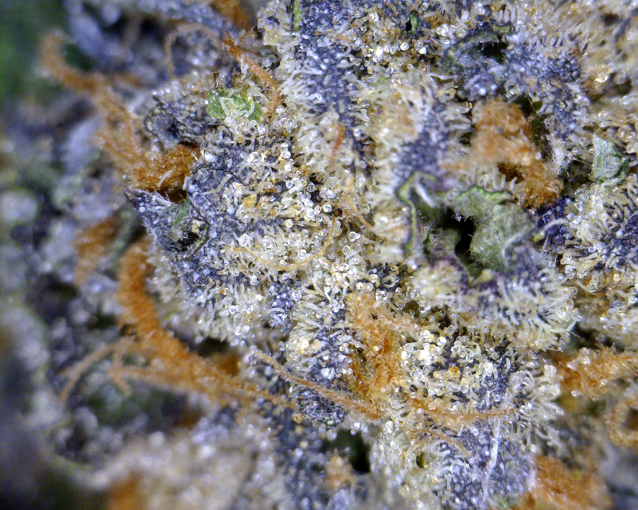 GSC_trichome_4
