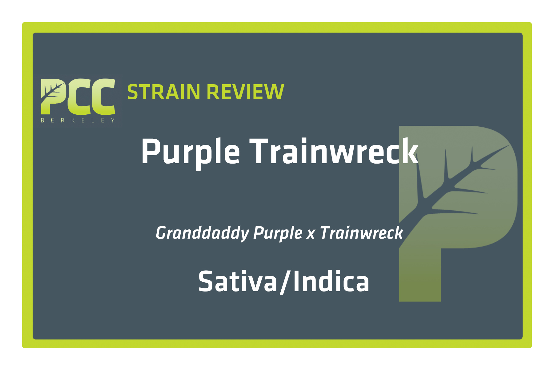 StrainReview_PURPLETRAINWRECK