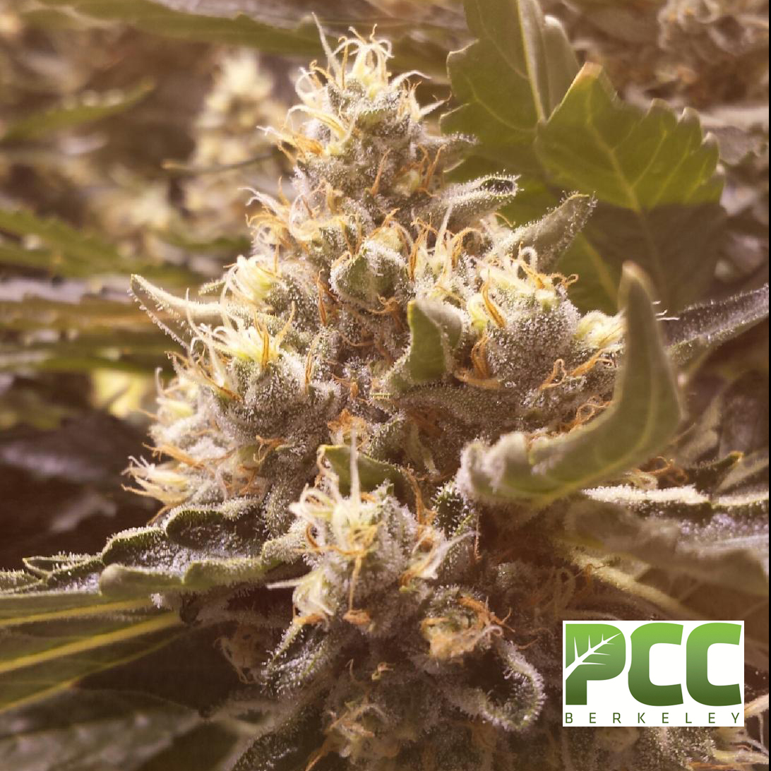 Topical Application of Medical Cannabis